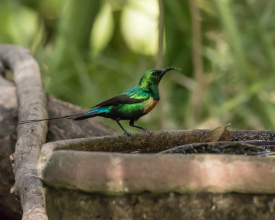 Beautiful Sunbird