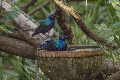Purple Glossy Starling