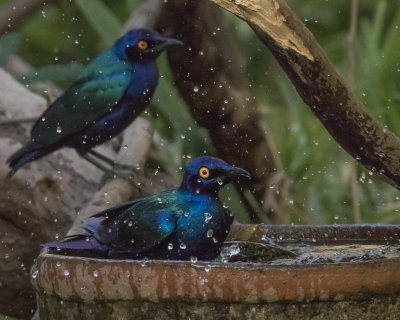 Purple Glossy Starling