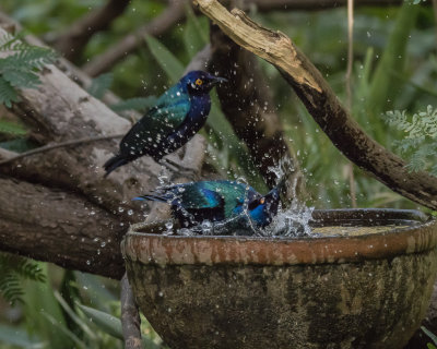 Glossy Starling