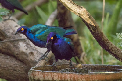 Purple Glossy Starling