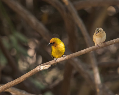 Black-necked Weaver   and ?