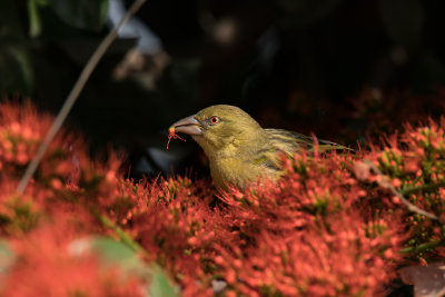 Village Weaver