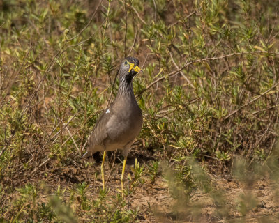 African Wattled Lapwing