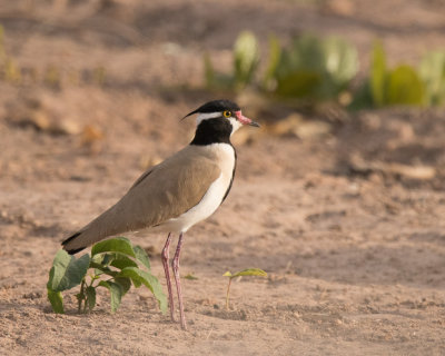 Black-headed Lapwing
