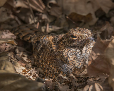 Standard winged Nightjar