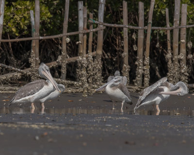 Pink-backed Pelicans