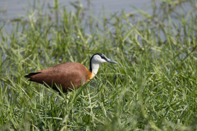African Jacana