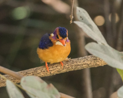 African Pygmy Kingfisher