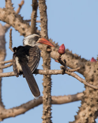 African Red-billed Hornbill