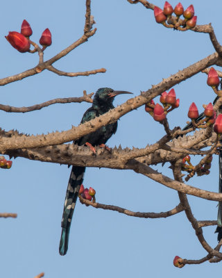 Green Wood Hoopoe