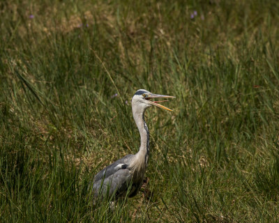 Grey Heron