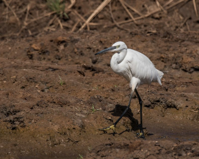 Little Egret
