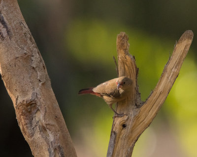 Red-billed Firefinch,  Female