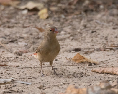 Red-billed Firefinch,  female