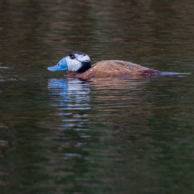 White Headed Duck. Male.