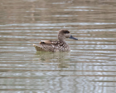Marbled Teal.