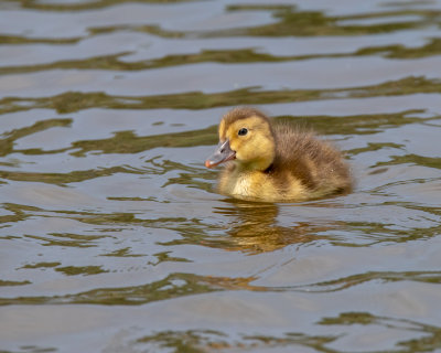 Pochard Chick.