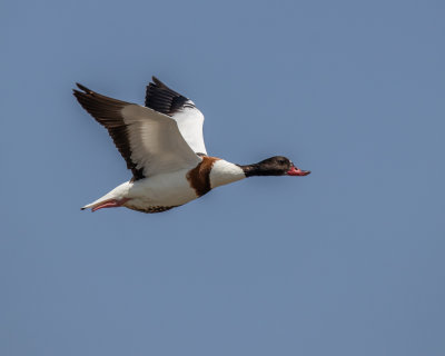 Shell-duck