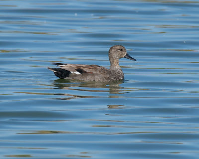 Gadwall Duck. Male.