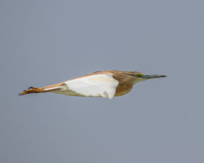 Squacco Heron.