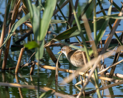 Little Crake