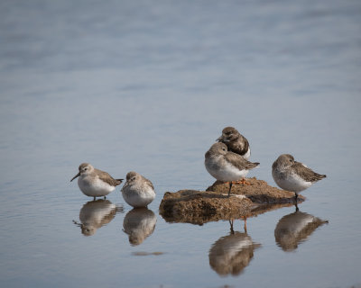 Spain. Birds and more.