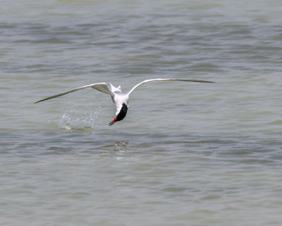 Whiskered Tern