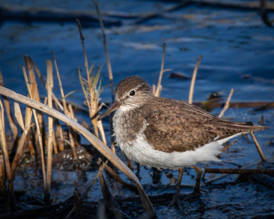 Common Sandpiper.