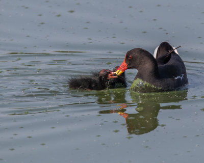 Moorhen family/2