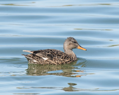 Gadwall. Female.