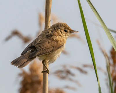 Reed-Warbler.