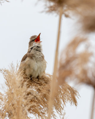 Great Reed-Warbler.