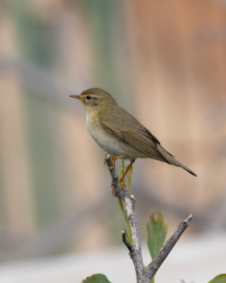 Willow Warbler.