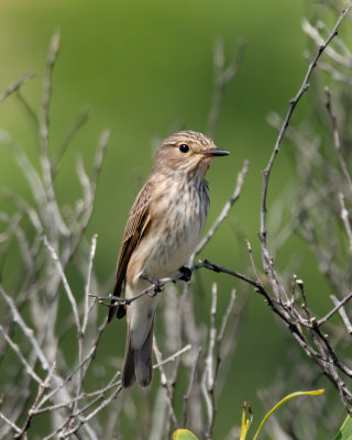 Spotted Flycatcher.
