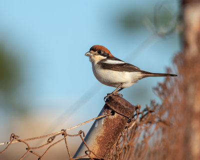 Woodchat Shrike.
