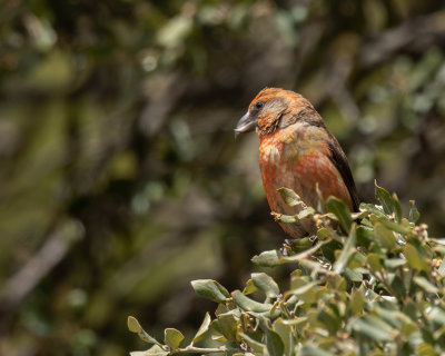 Crossbil, male.