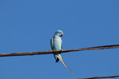 Blue Ring-necked Parakeet.