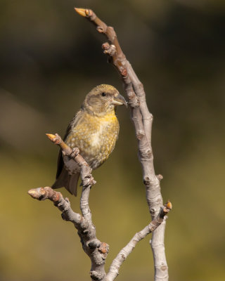 Crossbill.