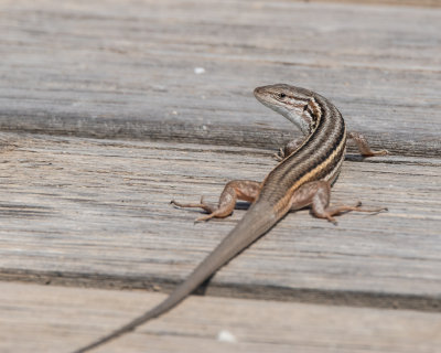 Psammodromus Lizard.