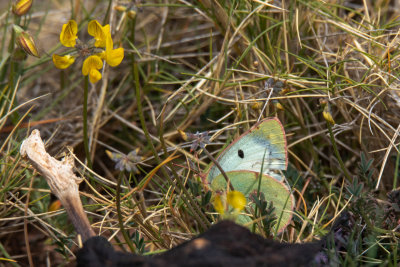 Mountain Clouded-yellow.