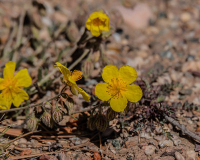 Common. Rock-rose.