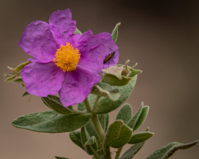 Grey-leaved Cistus.
