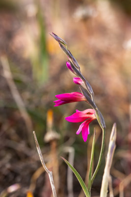 Wild Gladiolus