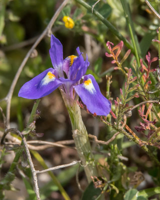 Spanish Iris.