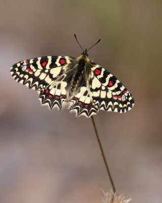 Southern Festoon.
