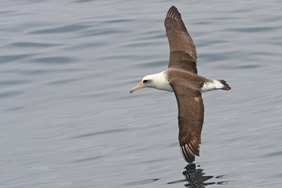 Laysan Albatross Tepke 0501.jpg