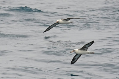 Laysan Albatross Tepke 0754.jpg