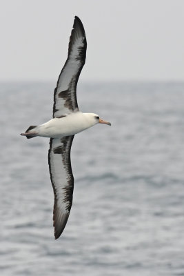 Laysan Albatross Tepke 0846.jpg