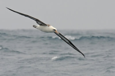 Laysan Albatross Tepke 0857.jpg